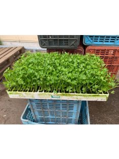   Palánta forgalmazása. Ha szeretnél Te is kiváló minőségű palántával dolgozni, vásárolj megbízható forrásból!