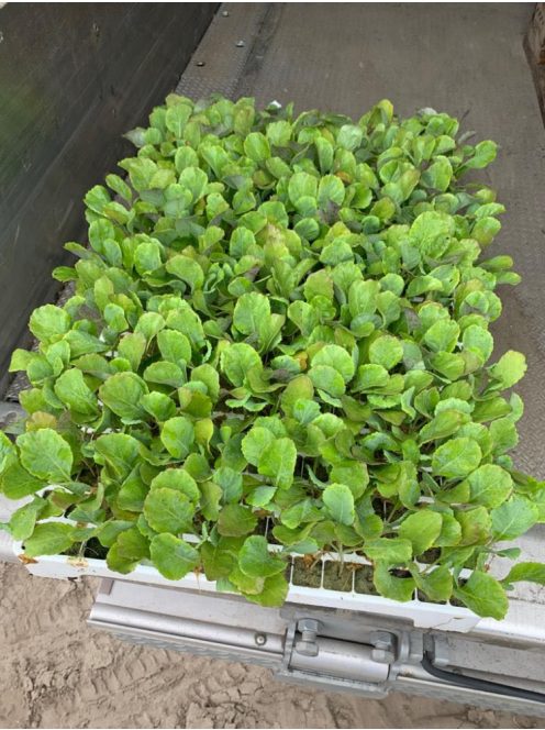 Palánta forgalmazása. Ha szeretnél Te is kiváló minőségű palántával dolgozni, vásárolj megbízható forrásból!