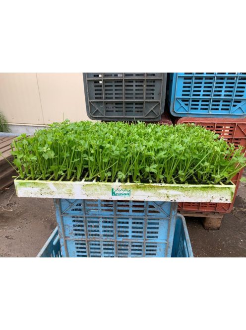 Palánta forgalmazása. Ha szeretnél Te is kiváló minőségű palántával dolgozni, vásárolj megbízható forrásból!