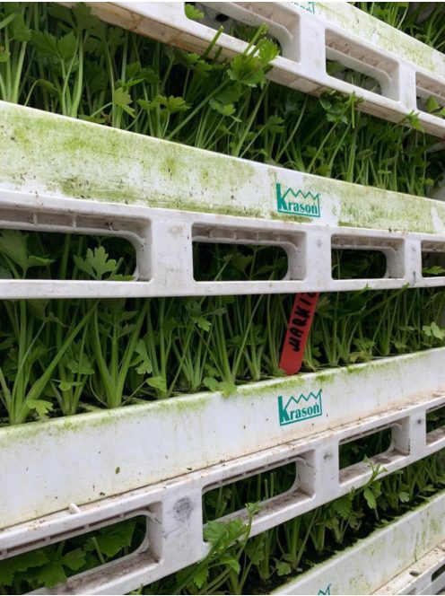 Palánta forgalmazása. Ha szeretnél Te is kiváló minőségű palántával dolgozni, vásárolj megbízható forrásból!