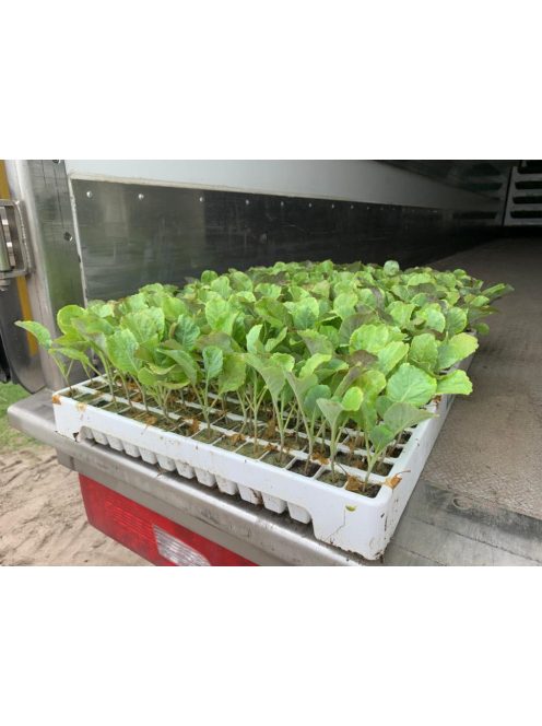 Palánta forgalmazása. Ha szeretnél Te is kiváló minőségű palántával dolgozni, vásárolj megbízható forrásból!