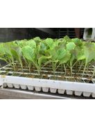 Palánta forgalmazása. Ha szeretnél Te is kiváló minőségű palántával dolgozni, vásárolj megbízható forrásból!