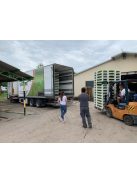 Palánta forgalmazása. Ha szeretnél Te is kiváló minőségű palántával dolgozni, vásárolj megbízható forrásból!