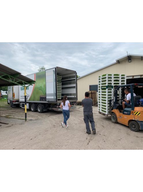 Palánta forgalmazása. Ha szeretnél Te is kiváló minőségű palántával dolgozni, vásárolj megbízható forrásból!