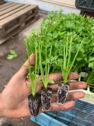 Palánta forgalmazása. Ha szeretnél Te is kiváló minőségű palántával dolgozni, vásárolj megbízható forrásból!