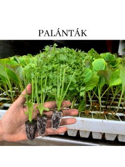 PALÁNTA FORGALMAZÁSA